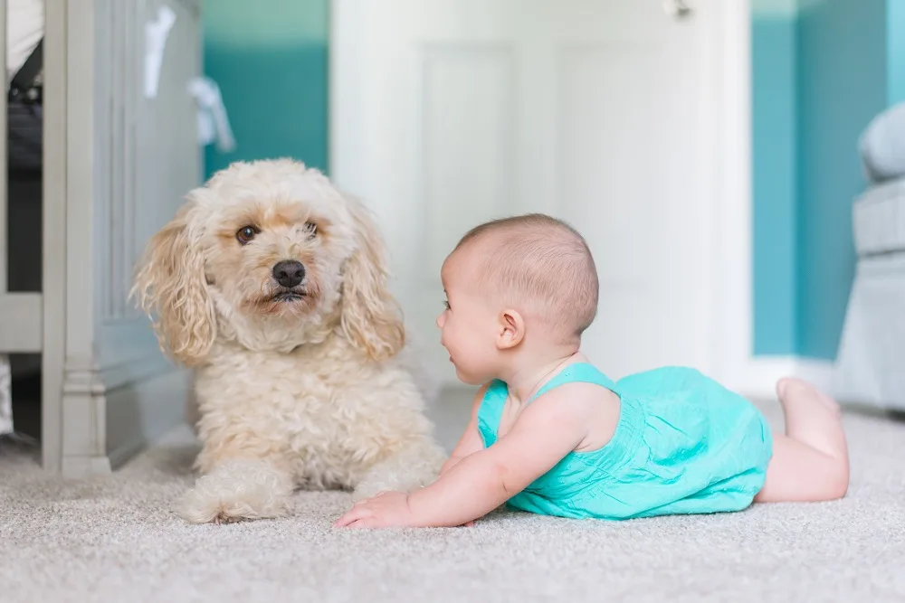 A baby and a fluffy dog on a carpeted floor.