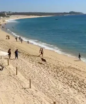 A busy beach scene with people and a dog running on the sand.