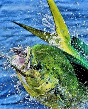 A dorado fish jumping out of the ocean.