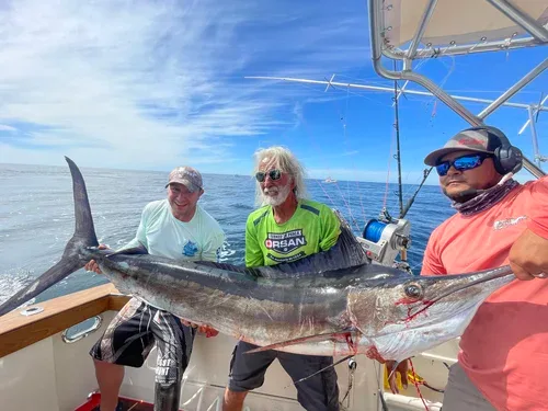 Three fishermen holding a large marlin on a boat.