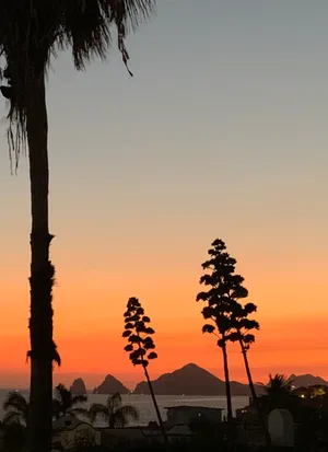 Sunset view with palm trees and mountains in silhouette.