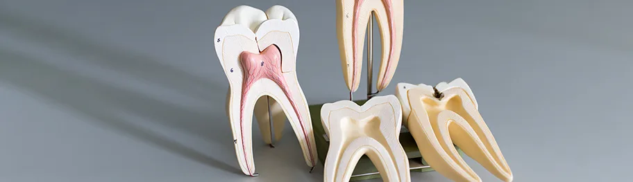 Dental models displaying tooth anatomy and root structures.