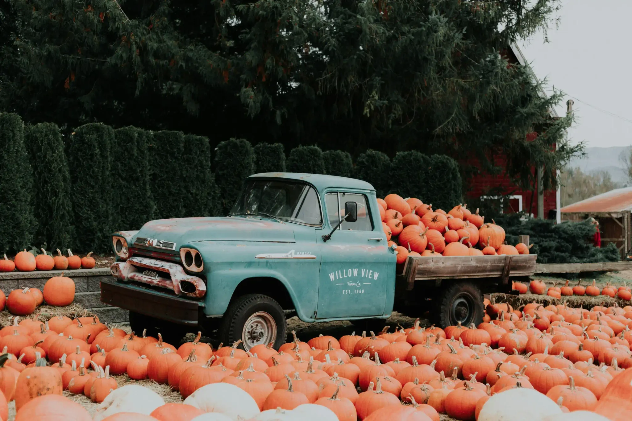 A vintage blue truck surrounded by pumpkins in a field.