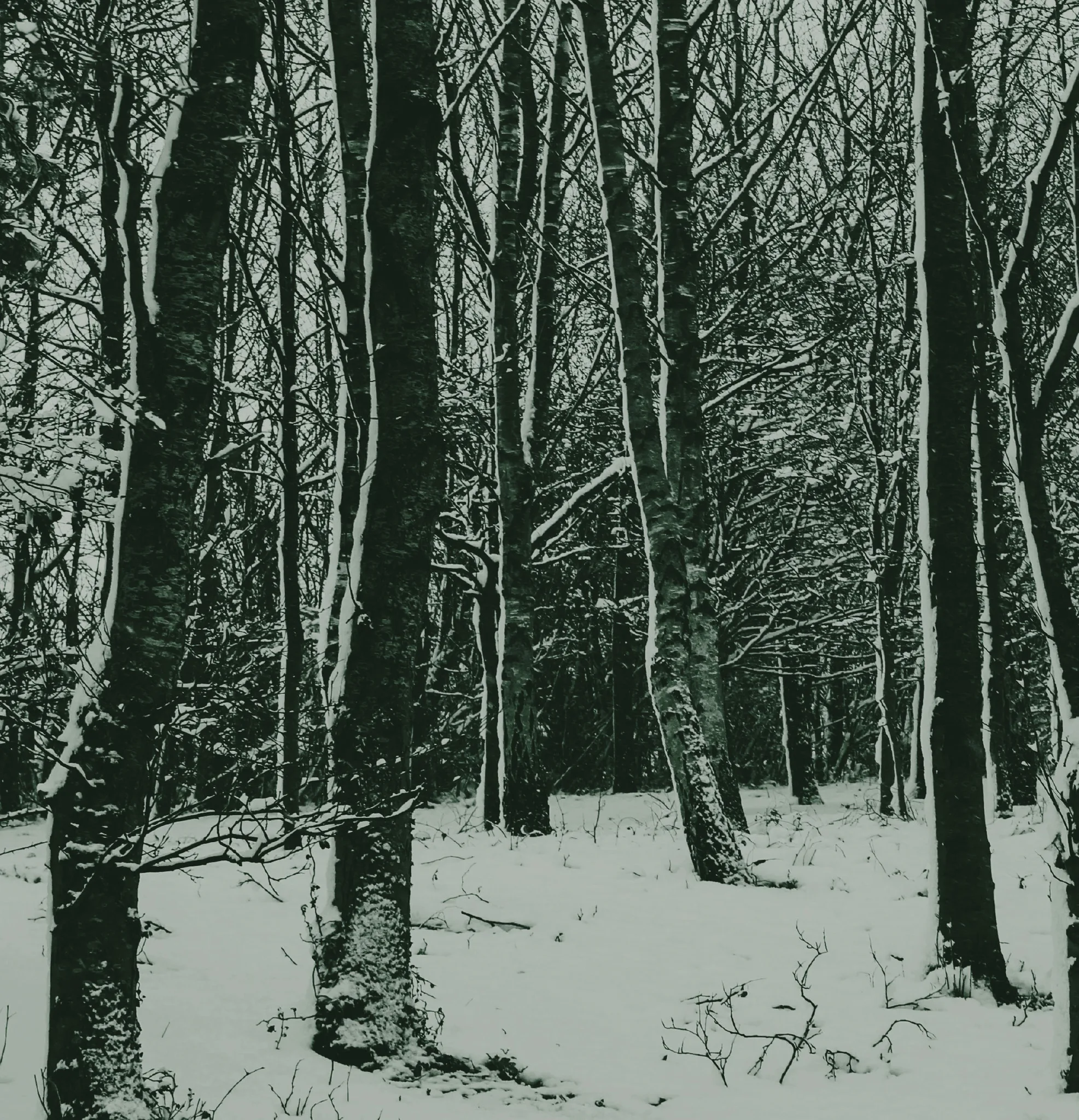 Snow-covered forest with tall trees in winter.
