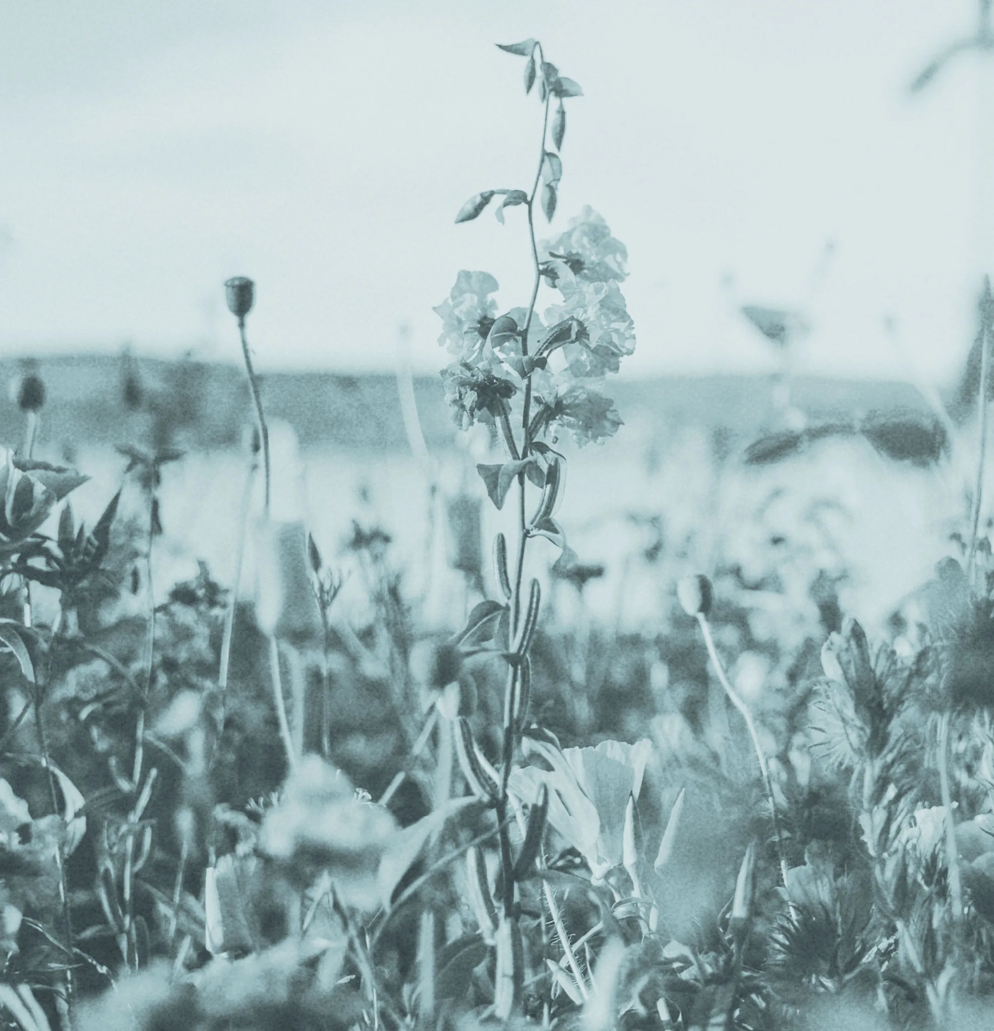 A close-up of flowers in a natural setting.