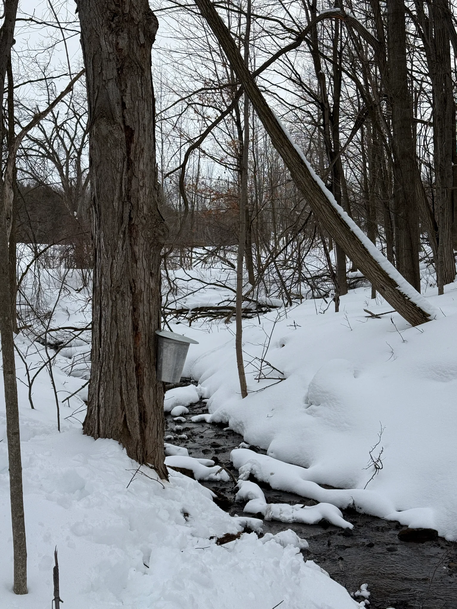A metal sap bucket on a snowy tree next to a stream.