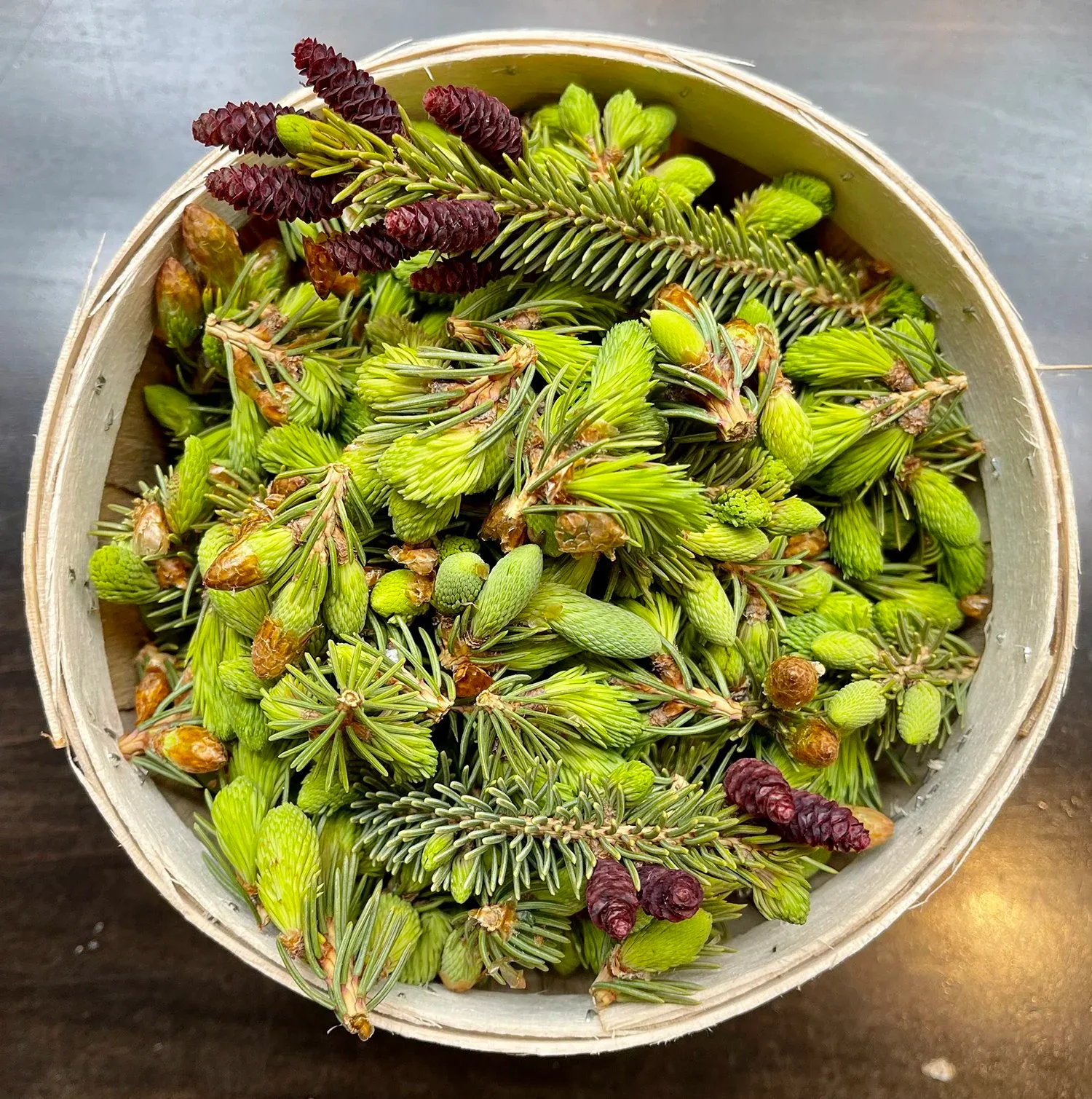 A bowl of fresh green pine cones and spruce branches.