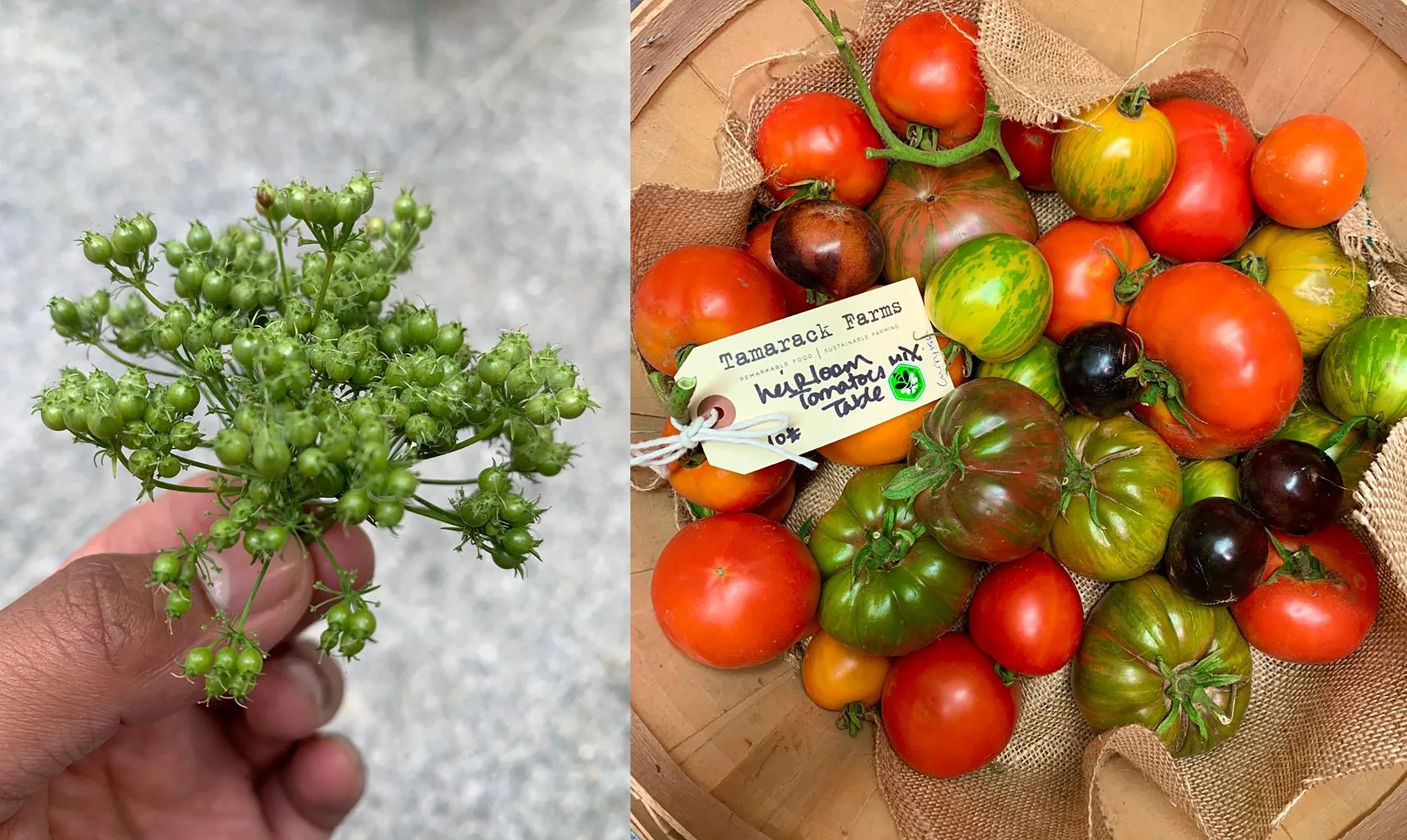 Fresh cilantro seeds and colorful heirloom tomatoes in a basket.
