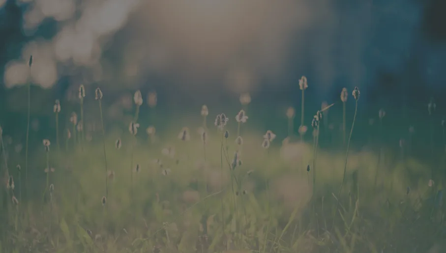 A serene grassy field with delicate fluffy flowers.